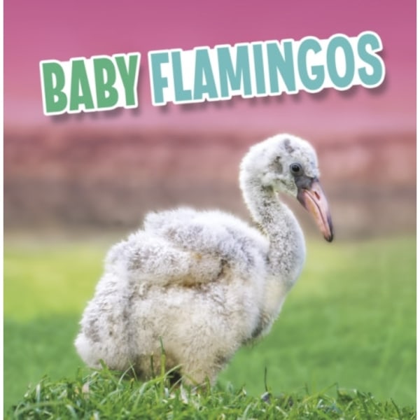 Baby Flamingos (inbunden, eng)