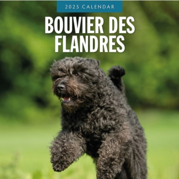 Bouvier des Flandres 2025 Square Wall Calendar (häftad, eng)