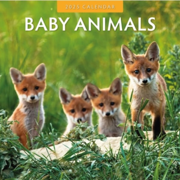 Baby Animals 2025 Square Wall Calendar (häftad, eng)