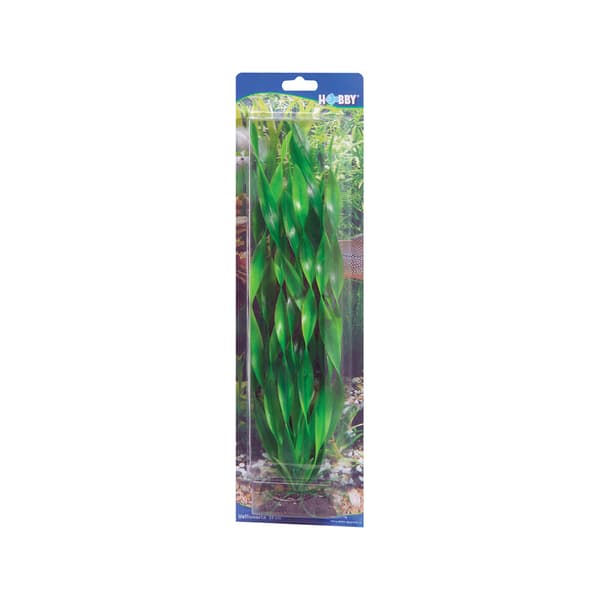 Dekorväxt Vallisneria 34cm Grön
