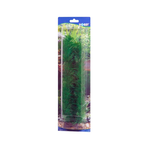 Dekorväxt Egeria 34cm Grön