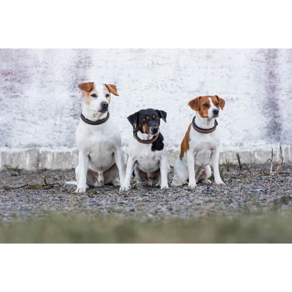 Arezzo Hundhalsband Brun 55cm