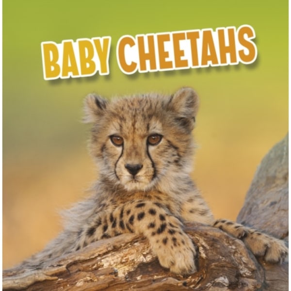 Baby Cheetahs (inbunden, eng)