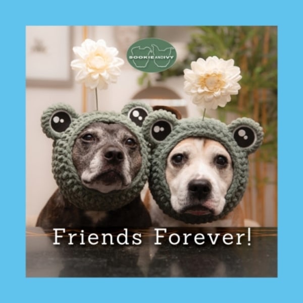 Sookie and Ivy Friends Forever! (inbunden, eng)