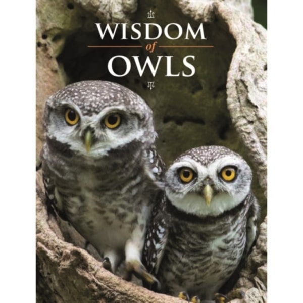 Wisdom of Owls (inbunden, eng)