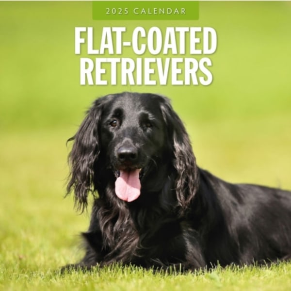 Flat Coated Retrievers 2025 Square Wall Calendar (häftad, eng)