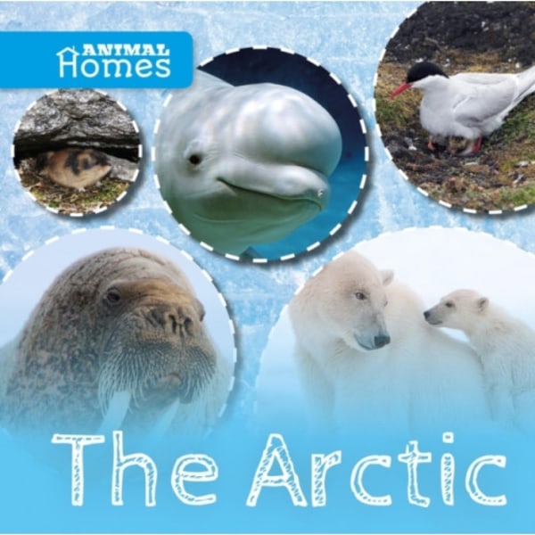 The Arctic (inbunden, eng)