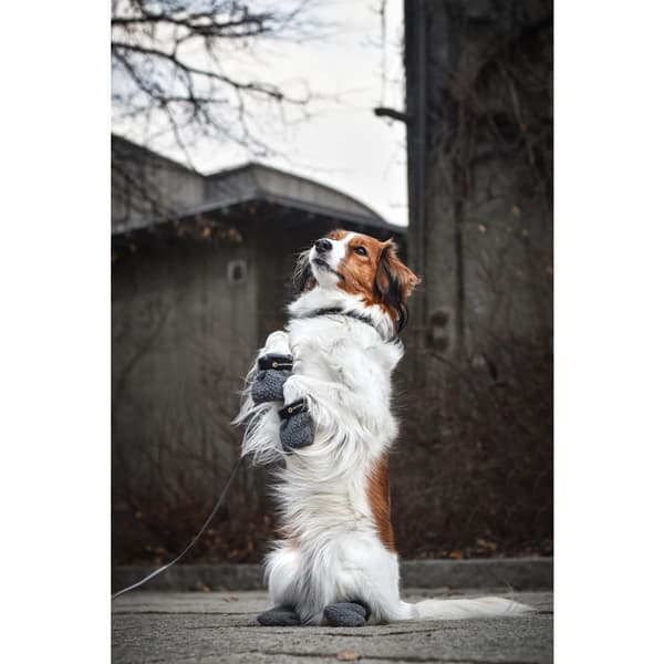 Hundskor Fleece 4p Grå Mini