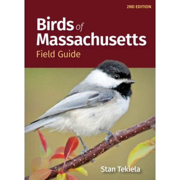 Birds of Massachusetts Field Guide (häftad, eng)