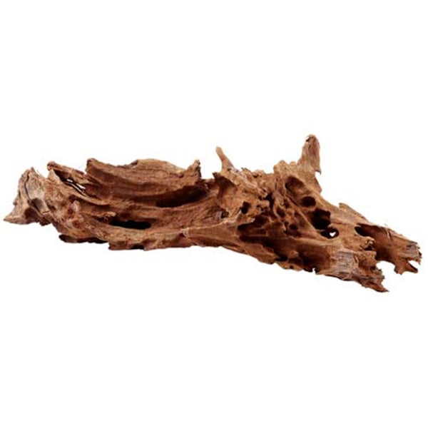 Mangroverot Hobby 25-35 cm