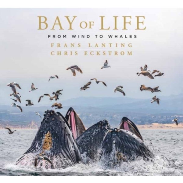 Bay of Life (inbunden, eng)