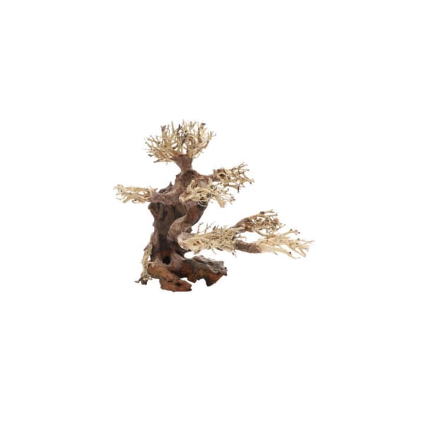 Bonsai M Brun