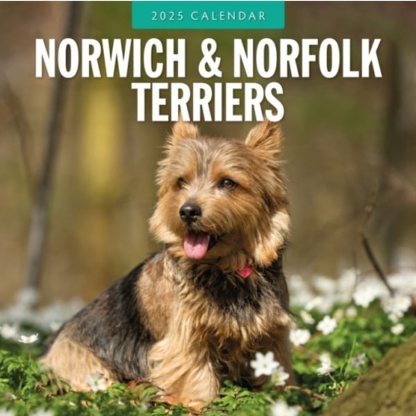 Norwich-/ Norfolk Terriers 2025 Square Wall Calendar (häftad, eng)