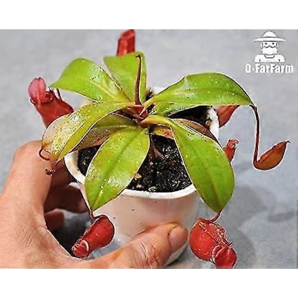 Kødædende Plante Jordblanding 4qt, Sphagnum Tørvemos Perlit Blanding 1:1 Forhold, Kødædende Jord til Venus, Soldug og Kandeplanter 1qt[D]