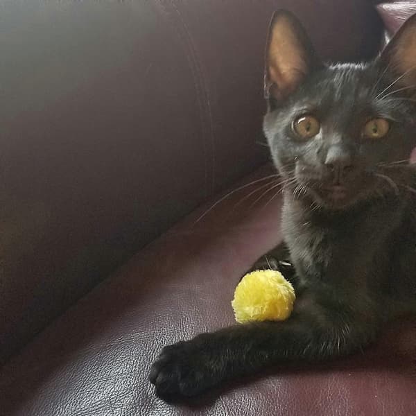 6 st Kattsleksaker Bollar, elastisk boll, färgglada pompom, fluffig[D]
