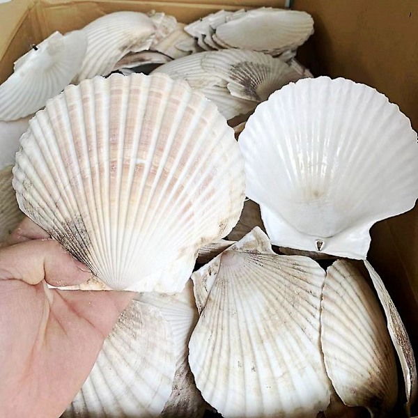 10PCS Natural Scallop Shells 12CM White Large Seashells Scallop Shells for Mermaid Beach Wedding Home DIY Craft Decor