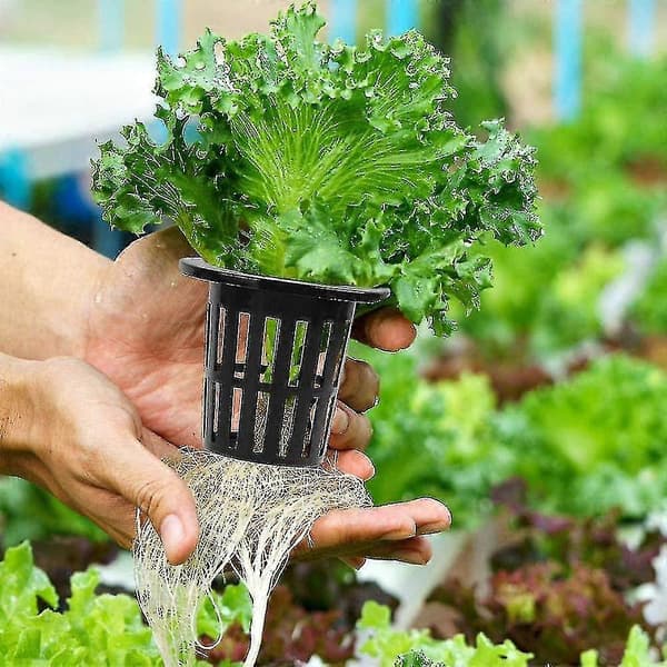 Hydroponiska Planteringskorgar 4,5 cm Slitsade Nätkorgar 100-Pack[D]