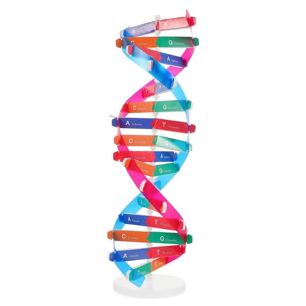 Dobbelt Helix Model DNA Model Videnskabeligt Undervisningsinstrument Samlelegetøj[D] Multi 18X13.5X1CM