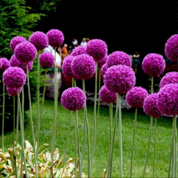 100 st Jätte On S Allium Gieum Blomma Växt Hem En R-[D] Purple Giant Onion Seeds