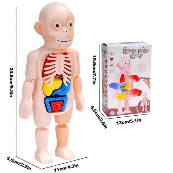 Menneskelig 3D Organ Anatomisk Samlingsmodel Legetøj til Børn[D]