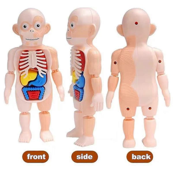 Menneskelig 3D Organ Anatomisk Samlingsmodel Legetøj til Børn[D]
