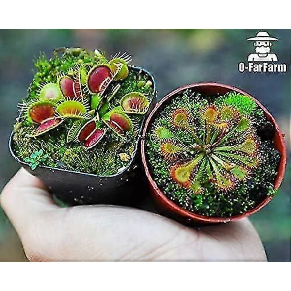 Kødædende Plante Jordblanding 4qt, Sphagnum Tørvemos Perlit Blanding 1:1 Forhold, Kødædende Jord til Venus, Soldug og Kandeplanter 1qt[D]