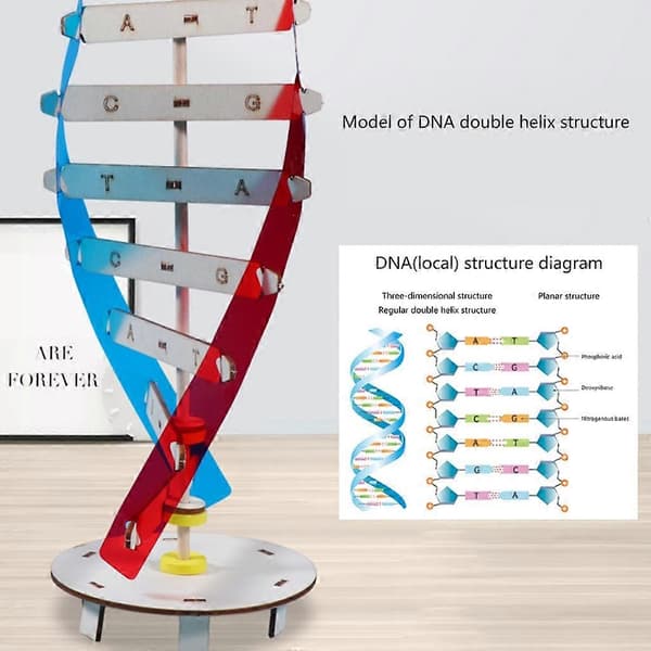 Vetenskapligt undervisningsinstrument Leksak Human Gen Learning Model för DNA-montering[D]