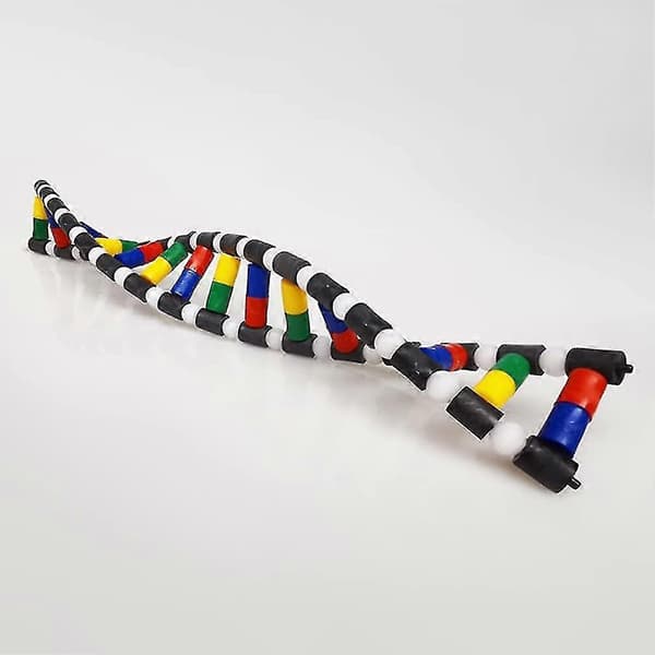 Børnelegetøj, børnelegetøj Børns DNA-modelkit, dobbelt helix model DNA-displaykomponent til videnskabsundervisning Display Watson Crick Model Educat[D]