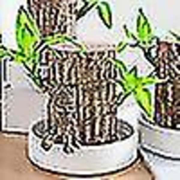 Groot Grøn Plante Brasiliansk Træ Vandløft Lykke Træ Pottet Lille Træ Mennesker