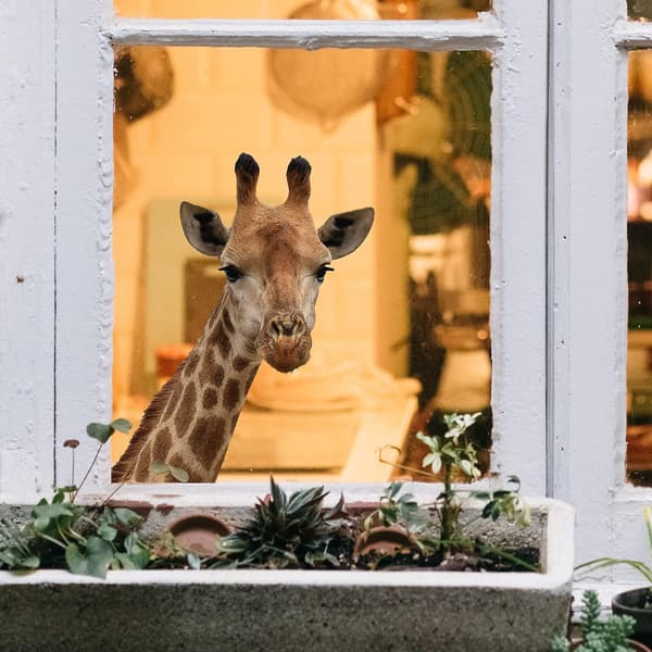 Giraff Dekaler Fönsterdekor Väggdekaler - Roliga Djur Väggdekaler[D]