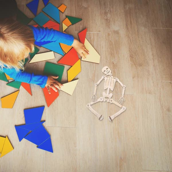 Benstomme Rammontering Pedagogisk Leksak Trä Skelettmodell för 1Set[D]