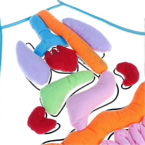 Anatomian esiliina Ihmiskehon elimet Tietoisuuden lisäämiseen Oppimisen apuväline Lapsille