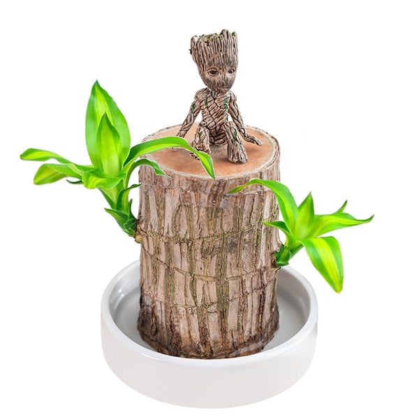 Groot Grønn plante Brasiliansk tre vannheving Lykke tre pottet lite tre folk [kk] 5-6cm