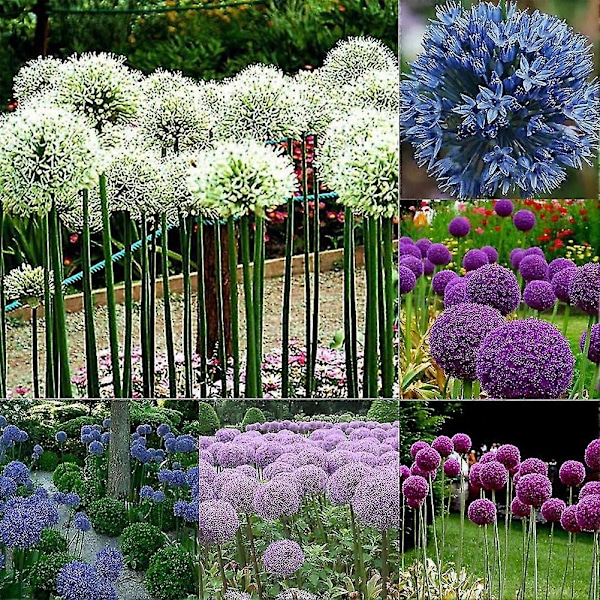 100 st Jätte On S Allium Gieum Blomma Växt Hem En R-[D] Blue Purple Giant Onion Seeds