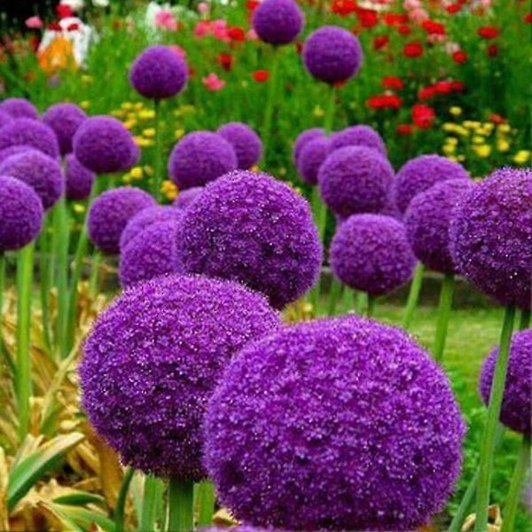 100 stk. Kjempe On S Allium Gieum Blomsterplante Hjem En R-[D] Pink Giant Onion Seeds