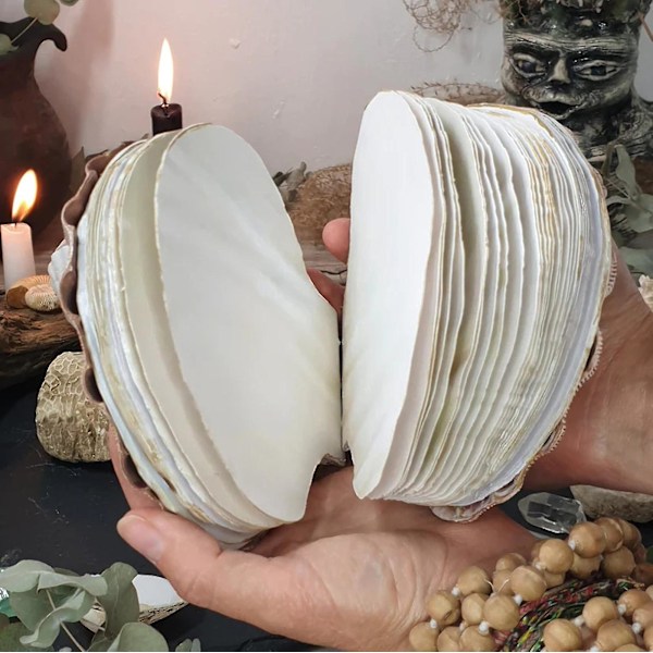 Abalone Shell/Lions Paw Shell/Scallop Shell Journal, Unik Premium Hardcover Ocean Series Sticky Note Pad, Naturlige Skaller Teksturer Kreativ Sketchboo C