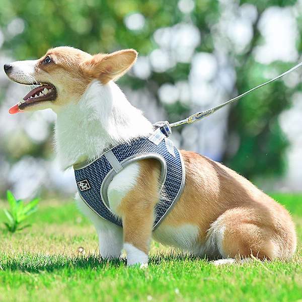 Dog collars and harnesses cheap for small dogs