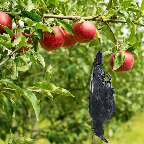 Realistisk hängande död kråka lockfågel i naturlig storlek extra svart fjäderkråka