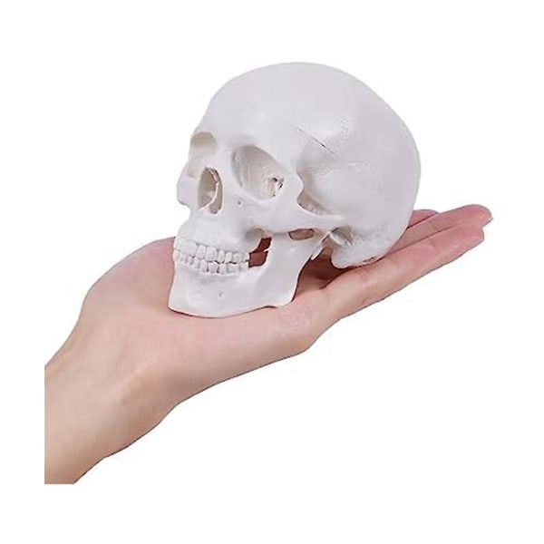 Mini mänsklig skallemodell, 3-delad anatomisk skallemodell med avtagbar cap och ledad mandibel
