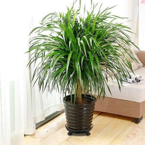 pcs Plant Caddy Raskasraudan Ruukku Kasvi
