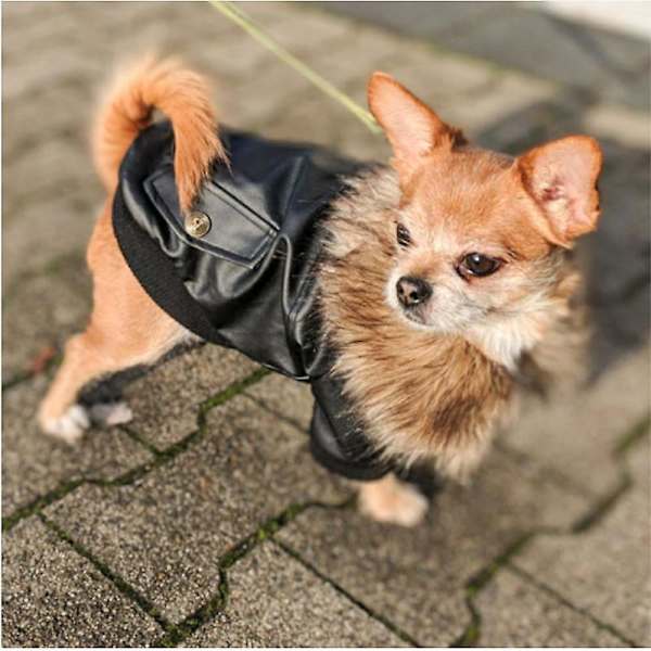 Hundkläder Brittisk Hund Läderjacka (Svart Xl)