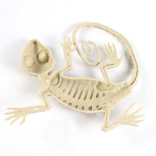 Geko-kallokoriste