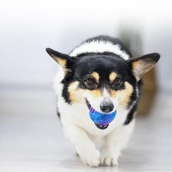Hunde Legetøj Dog Relief Bold (G-Ball Bold Transparent L)
