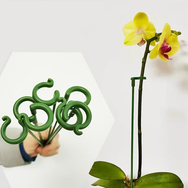 15 st 37 cm Sukkulenter Phalaenopsis specialstöd krukväxt
