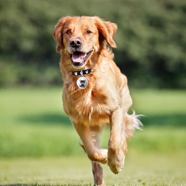 Mini GPS-tracker til katte og hunde, kæledyrs-tracker til katte og hunde uden månedlige gebyrer