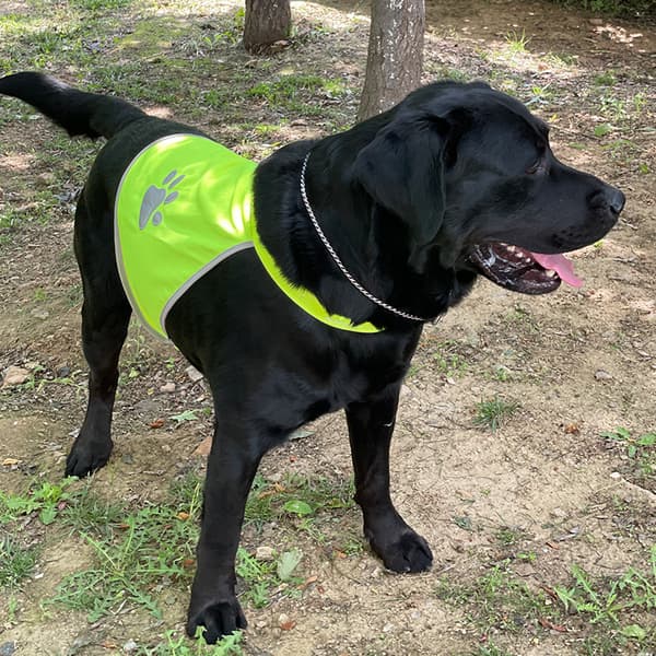 Grønn M Refleksvest for Hund, Høy Sikkerhetsklær