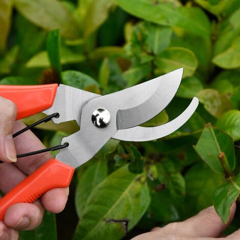 Beskjæringssaks med rette blader, Non-stick belagte stålblad