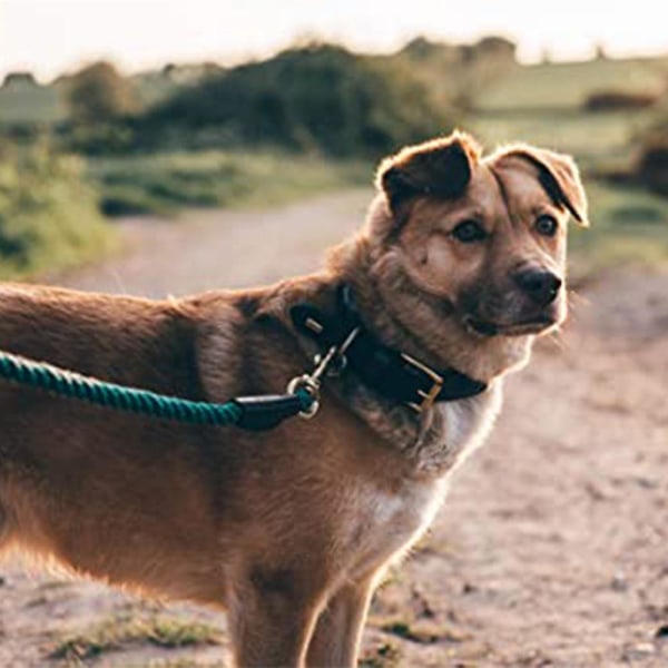 Flettet bomullsline for en rekke hundetreninger, turer og fotturer