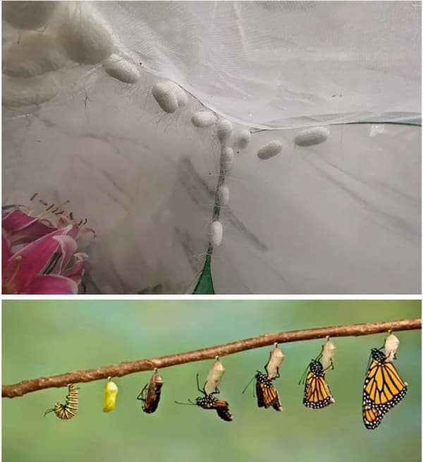 1 bärbar insektsfjärilshabitatbur, multifunktionell