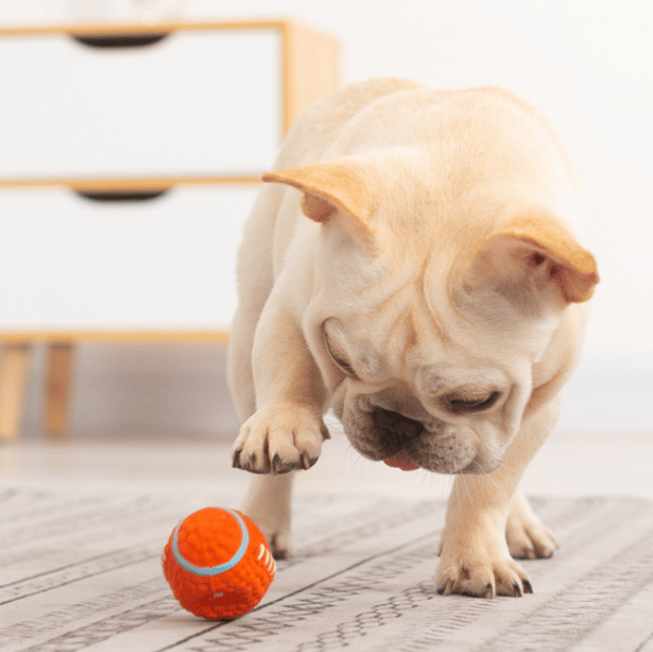 Hundebid Lydbold Kæledyr Legetøj -9.5cm -Stor Volleyball,